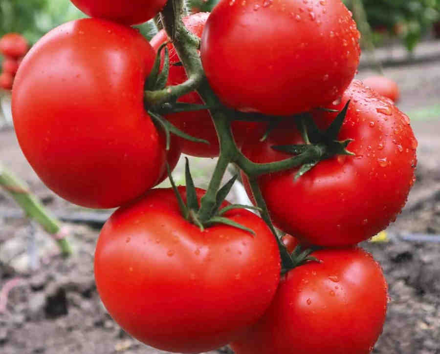 رنگ های تابستان برای لباس زنانه : قرمز گوجه ای